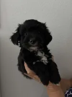 Moonlight, a male Maltipoo for sale in San Jose, CA – 1 of 3