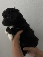 Mittens , a male Maltipoo for sale in San Jose, CA – 3 of 3