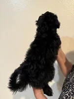 Luca, a male Maltipoo for sale in San Jose, CA – 3 of 4