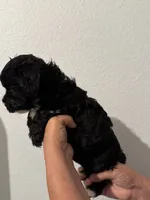 Stormy , a female Maltipoo for sale in San Jose, CA – 4 of 4