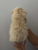 grace, a female Maltipoo for sale in San Jose, CA – 3 of 3