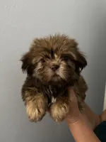 Max, a male Shih Tzu for sale in San Jose, CA – 3 of 3