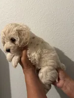 Maple, a male Maltipoo for sale in San Jose, CA – 4 of 4