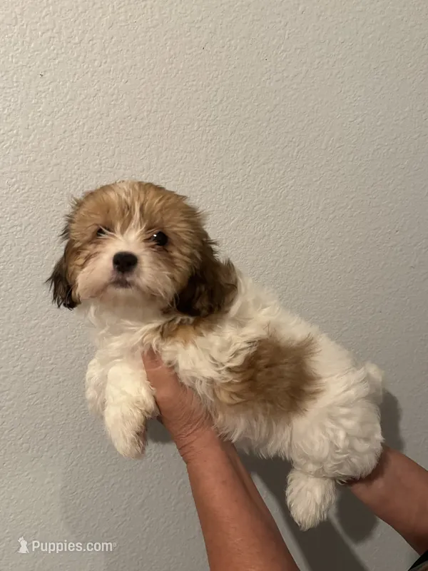Cookie – Maltipoo puppy for sale in San Jose, CA