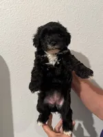 Stormy , a female Maltipoo for sale in San Jose, CA – 3 of 4