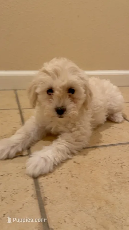 Bella – Maltipoo puppy for sale in San Jose, CA