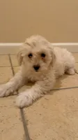 Bella, a female Maltipoo for sale in San Jose, CA – 1 of 4