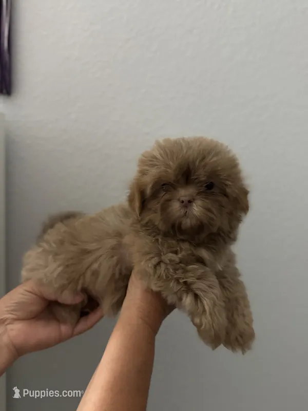 Lily – Shih Tzu puppy for sale in San Jose, CA