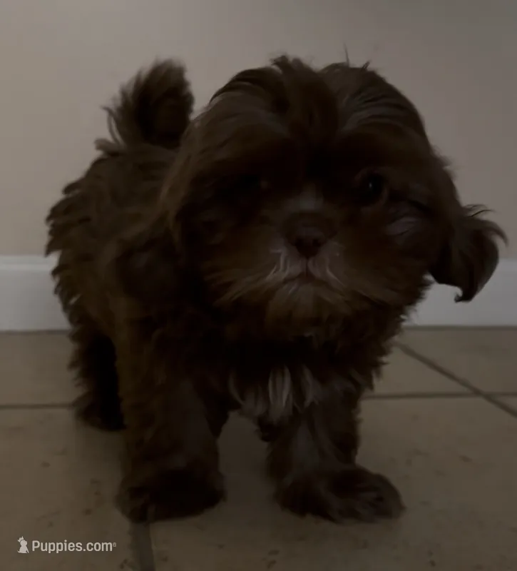 Max – Shih Tzu puppy for sale in San Jose, CA