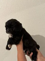Sugar, a female Maltipoo for sale in San Jose, CA – 3 of 3