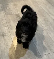 Luca, a male Maltipoo for sale in San Jose, CA – 1 of 4