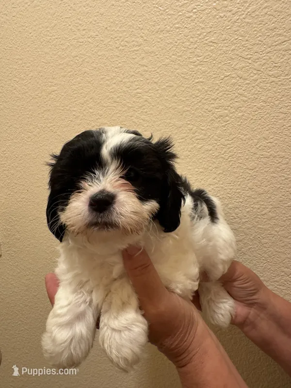 Atlantic – Maltipoo puppy for sale in San Jose, CA