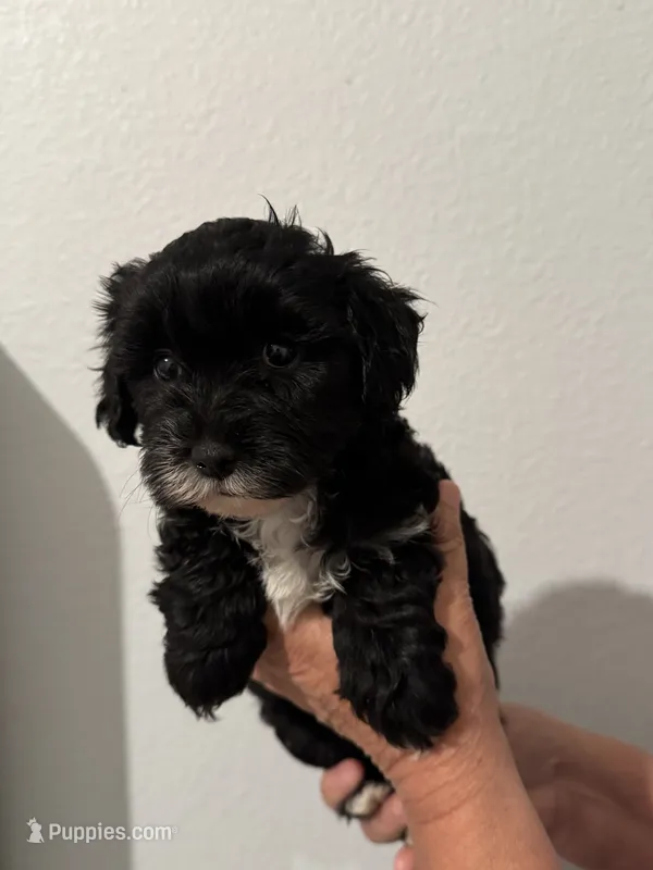 Stormy  – Maltipoo puppy for sale in San Jose, CA
