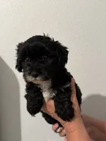 Stormy , a female Maltipoo for sale in San Jose, CA – 1 of 4