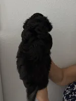 Moonlight, a male Maltipoo for sale in San Jose, CA – 2 of 3