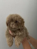 Lily, a female Shih Tzu for sale in San Jose, CA – 2 of 4