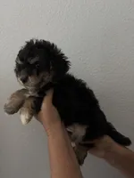 Brownie , a male Maltipoo for sale in San Jose, CA – 2 of 3