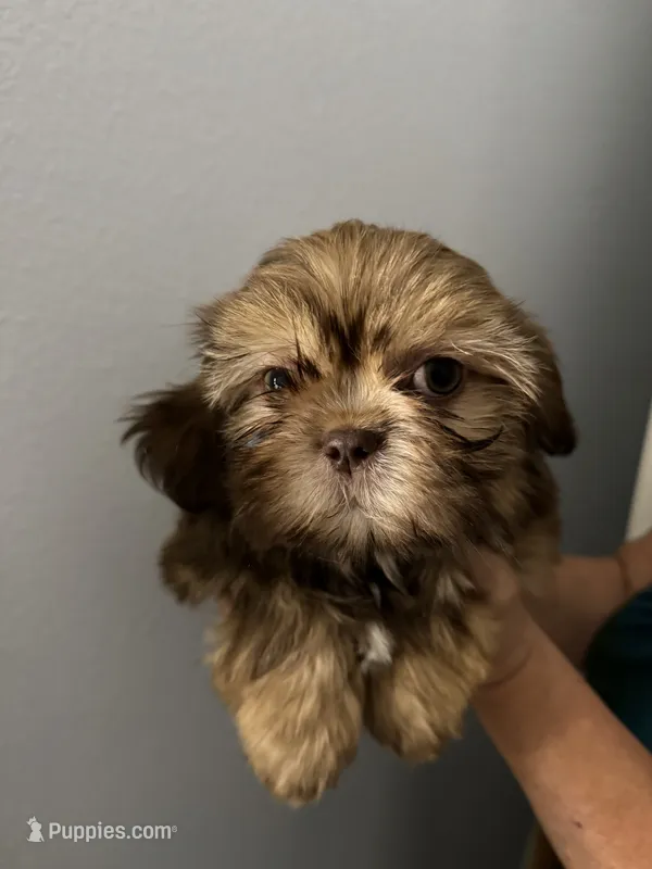 Milo – Shih Tzu puppy for sale in San Jose, CA