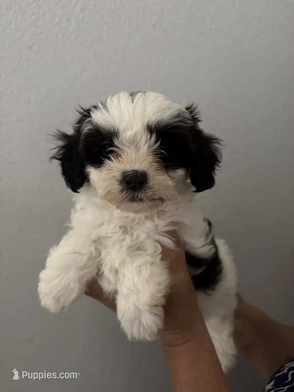 Nova – Maltipoo puppy for sale in San Jose, CA