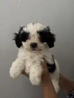 Nova, a female Maltipoo for sale in San Jose, CA – 1 of 3