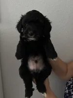 Moonlight, a male Maltipoo for sale in San Jose, CA – 3 of 3