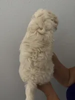 bella, a female Maltipoo for sale in San Jose, CA – 3 of 3