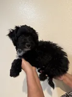 Luca, a male Maltipoo for sale in San Jose, CA – 2 of 4