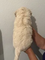Maple, a male Maltipoo for sale in San Jose, CA – 2 of 4