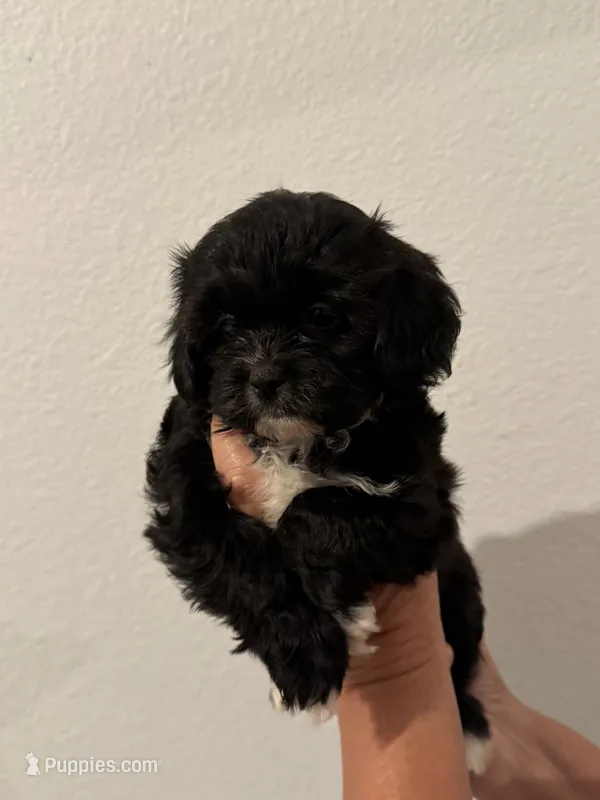 Sugar – Maltipoo puppy for sale in San Jose, CA