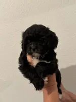Sugar, a female Maltipoo for sale in San Jose, CA – 1 of 3