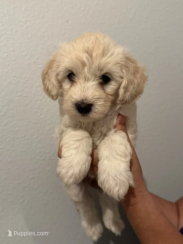 Maple – Maltipoo puppy for sale in San Jose, CA