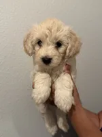 Maple, a male Maltipoo for sale in San Jose, CA – 1 of 4