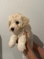 Maple, a male Maltipoo for sale in San Jose, CA – 3 of 4