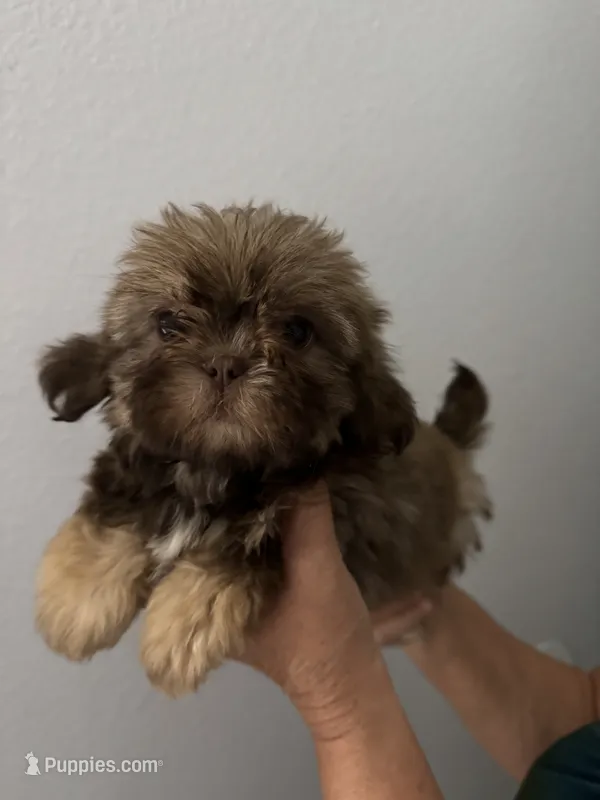 Bambi – Shih Tzu puppy for sale in San Jose, CA