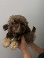 Bambi, a female Shih Tzu for sale in San Jose, CA – 1 of 4