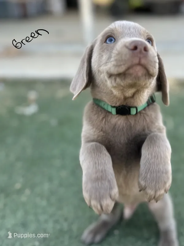 Green – Labrador Retriever puppy for sale in Bakersfield, CA
