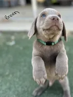 Green, a male Labrador Retriever for sale in Bakersfield, CA – 1 of 4