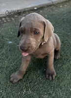 Gray, a male Labrador Retriever for sale in Bakersfield, CA – 3 of 6