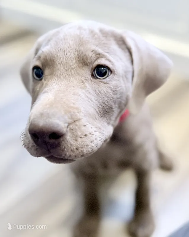 Purple /Red – Labrador Retriever puppy on hold in Bakersfield, CA