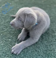 Light blue, a male Labrador Retriever for sale in Bakersfield, CA – 5 of 7