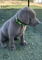 Neon green , a male Labrador Retriever for sale in Bakersfield, CA – 5 of 7