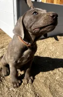 Purple /Brown, a male Labrador Retriever for sale in Bakersfield, CA – 10 of 10