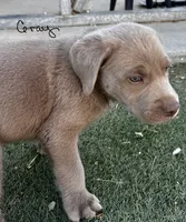 Gray, a male Labrador Retriever for sale in Bakersfield, CA – 4 of 6