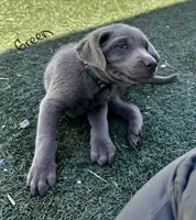 Green, a male Labrador Retriever for sale in Bakersfield, CA – 3 of 4