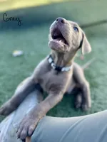 Gray, a male Labrador Retriever for sale in Bakersfield, CA – 5 of 6