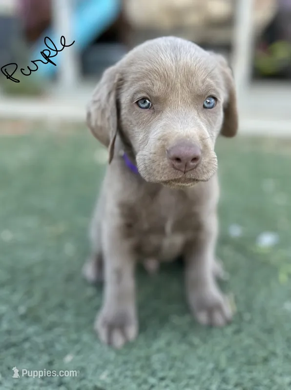 Purple  – Labrador Retriever puppy for sale in Bakersfield, CA