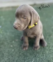 Yellow, a female Labrador Retriever for sale in Bakersfield, CA – 4 of 6
