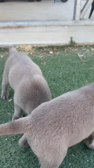 Green, a male Labrador Retriever for sale in Bakersfield, CA – 4 of 4
