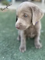Purple , a male Labrador Retriever for sale in Bakersfield, CA – 2 of 5