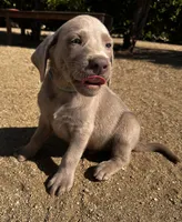 Purple /Brown, a male Labrador Retriever for sale in Bakersfield, CA – 7 of 10